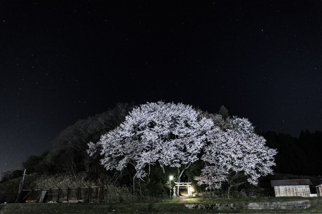 夜桜