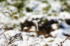 初雪が降った朝