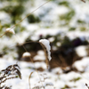 初雪が降った朝