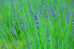 盗作ブログ作品リスト拡散用