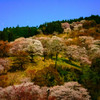 吉野山の桜