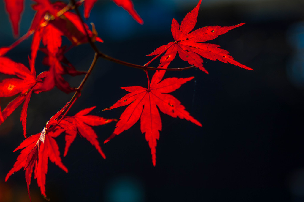 RED 1