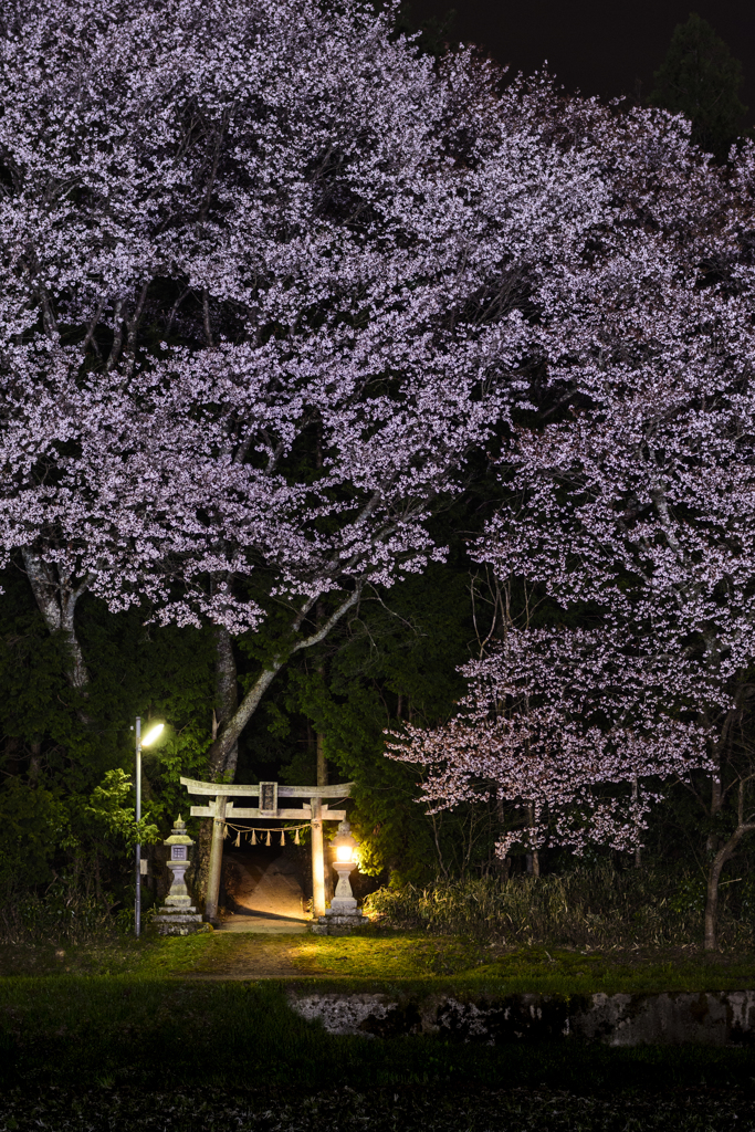 夜桜