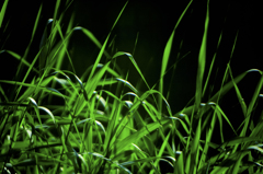 Reflex 500mm F8.0 junklens