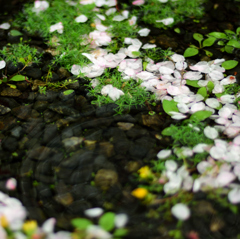 もう雨はイヤ！