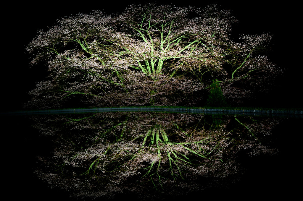 夜桜3