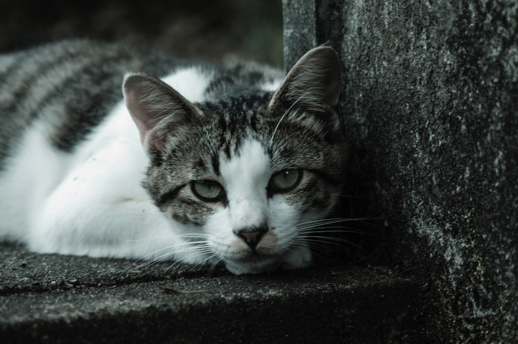 目が合ってしまった。