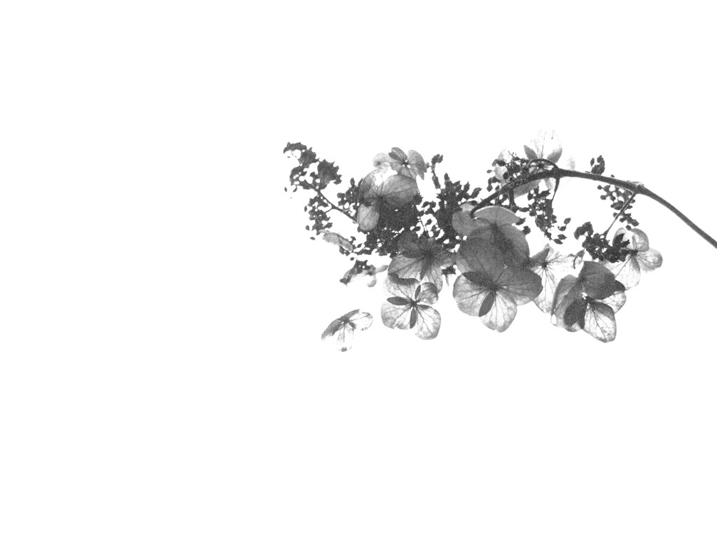 枯れ紫陽花