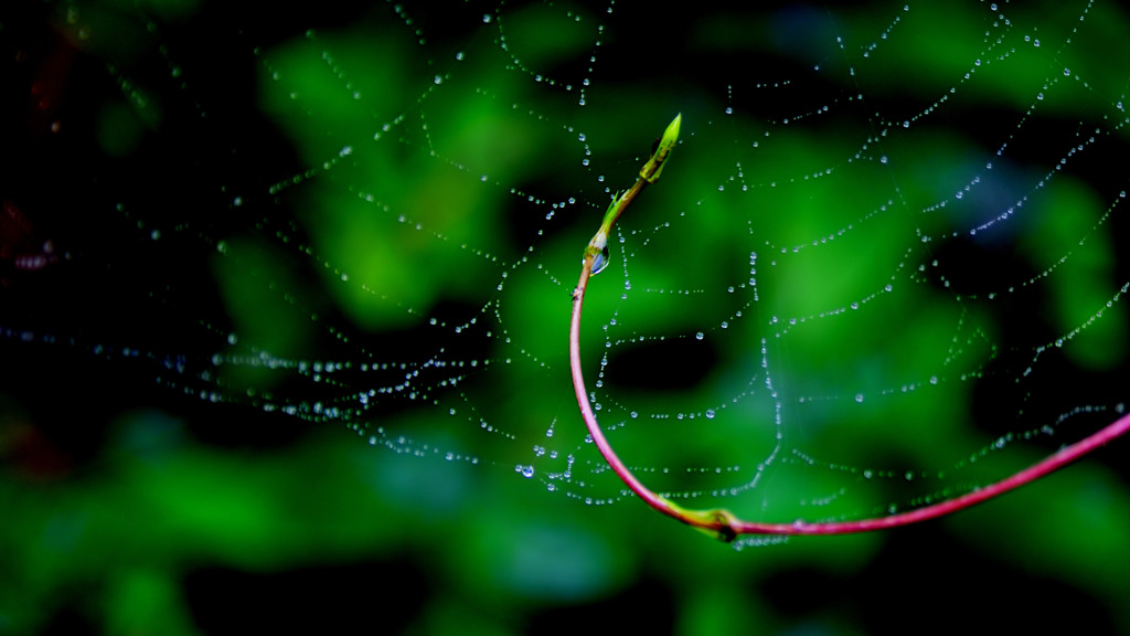 raindrop6
