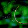 raindrop6