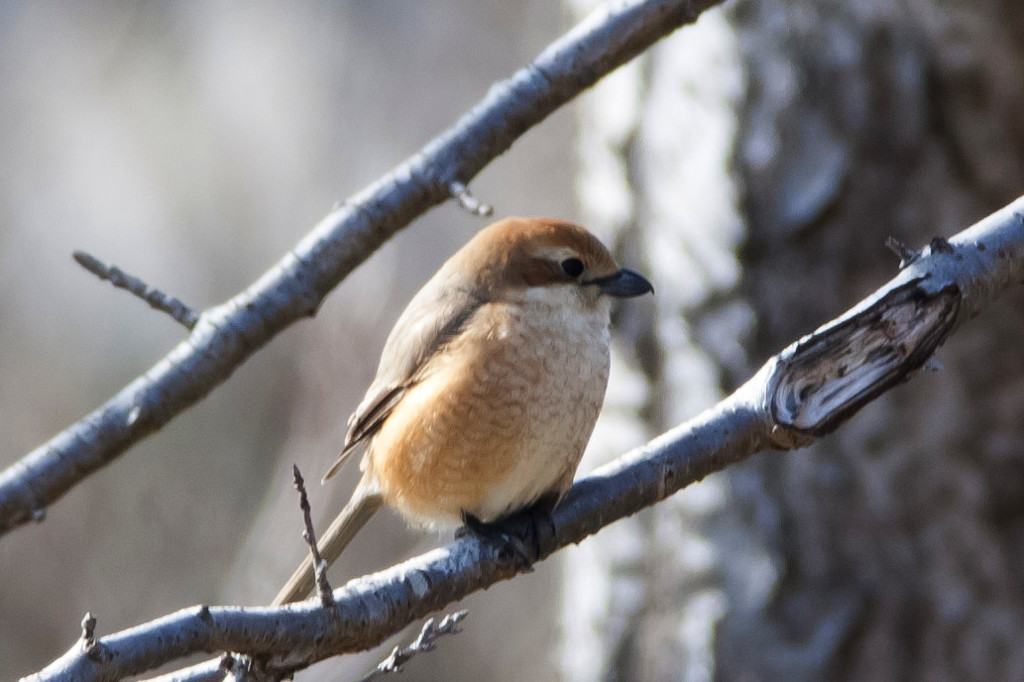 名前分かりません
