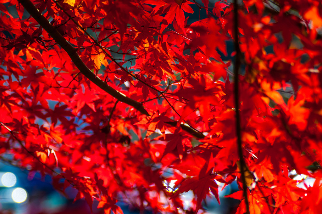 RED 2