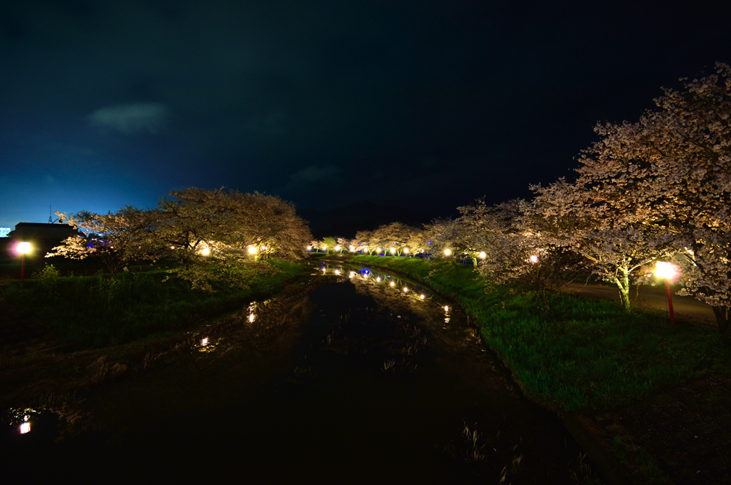 夜桜1