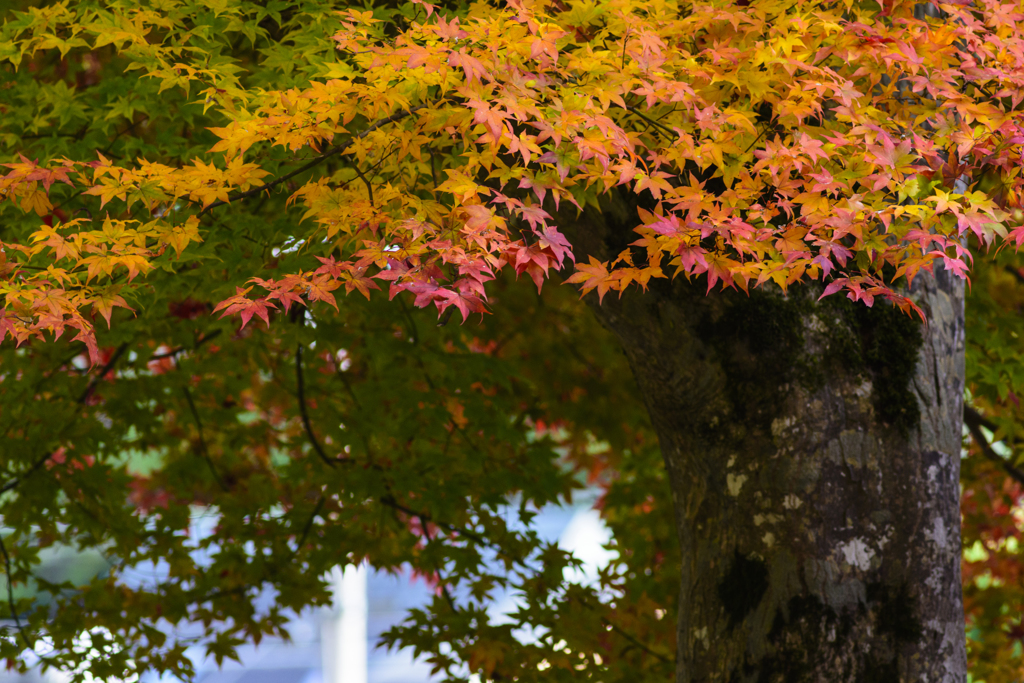 紅葉狩り