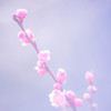 UME