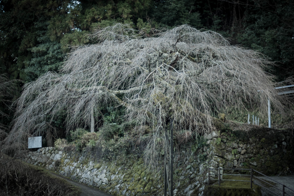 権現桜