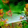 raindrop5