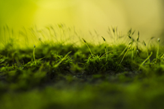 green moss 3