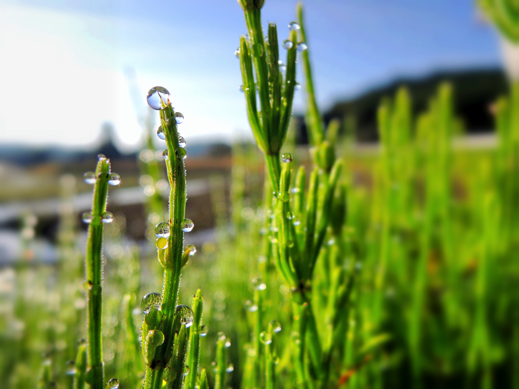 犬目線撮影  スギナの中にカメラを置いてみたら