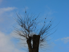 ひさしぶりの青空
