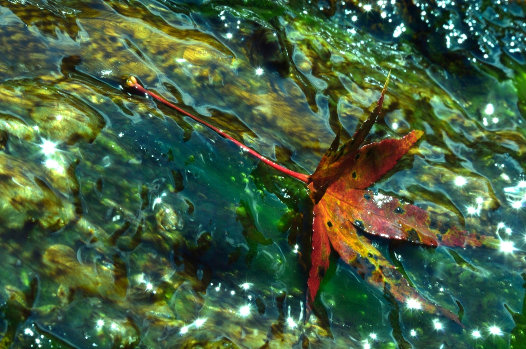 拾った葉っぱ置きました。