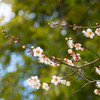 梅華