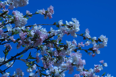 奈良の桜は満開です　①