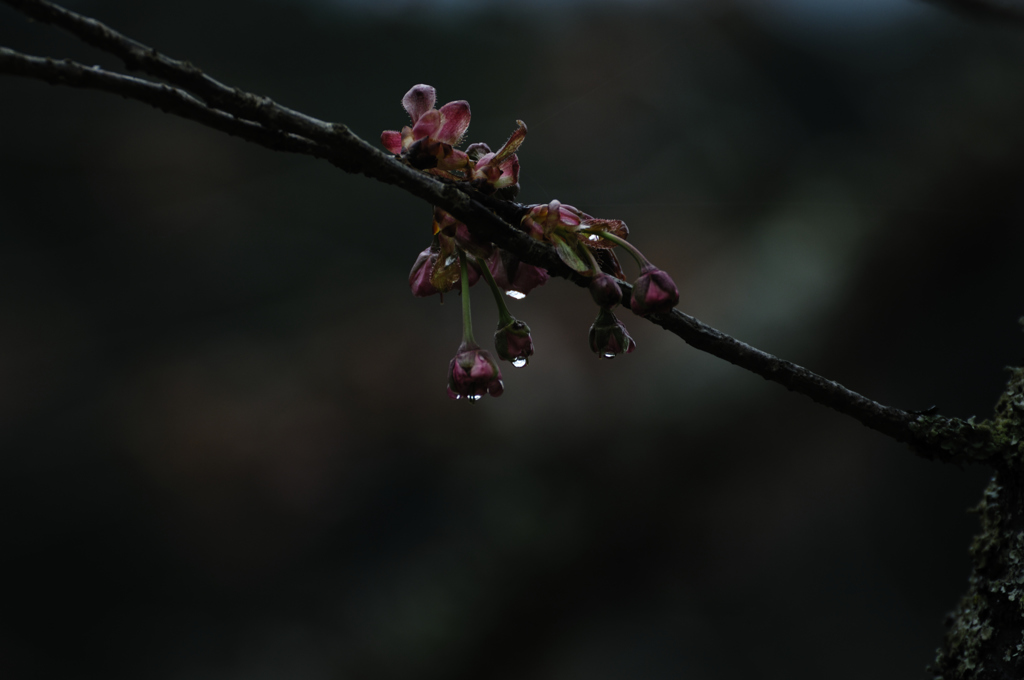 いつになれば晴れるのかな