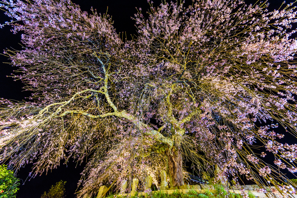 夜桜