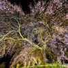 夜桜