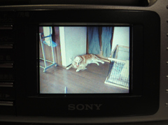 デジカメに残る思い出の１枚