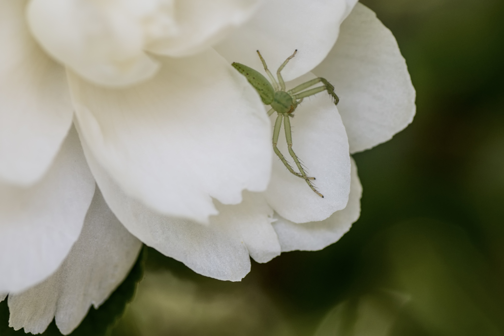 白い花に虫