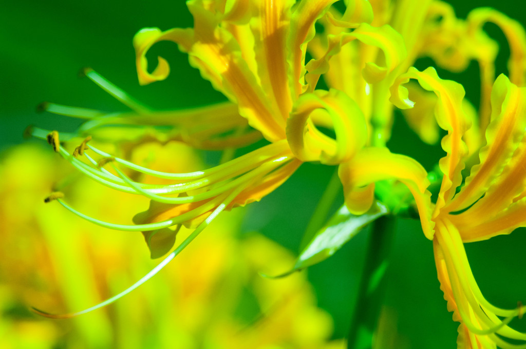 yellow spider lily