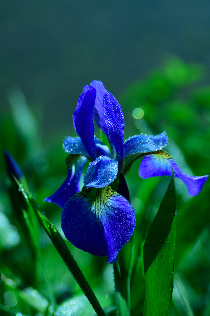 701枚目は菖蒲