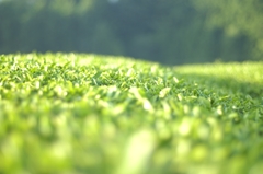 新茶の季節は終わったけど…….