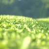 新茶の季節は終わったけど…….