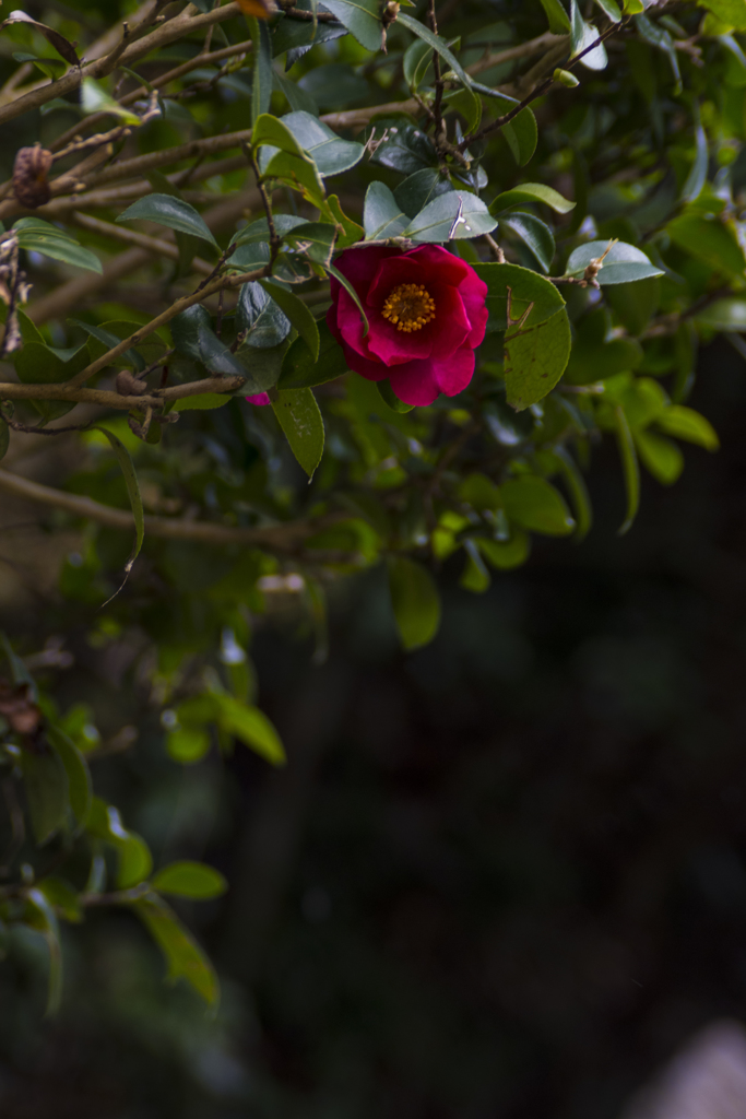 宇陀 花便り 山茶花