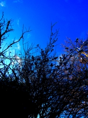 見上げれば黒い実が一杯