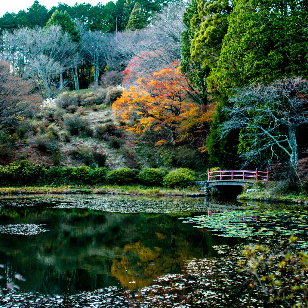 鳥見山紅葉 3
