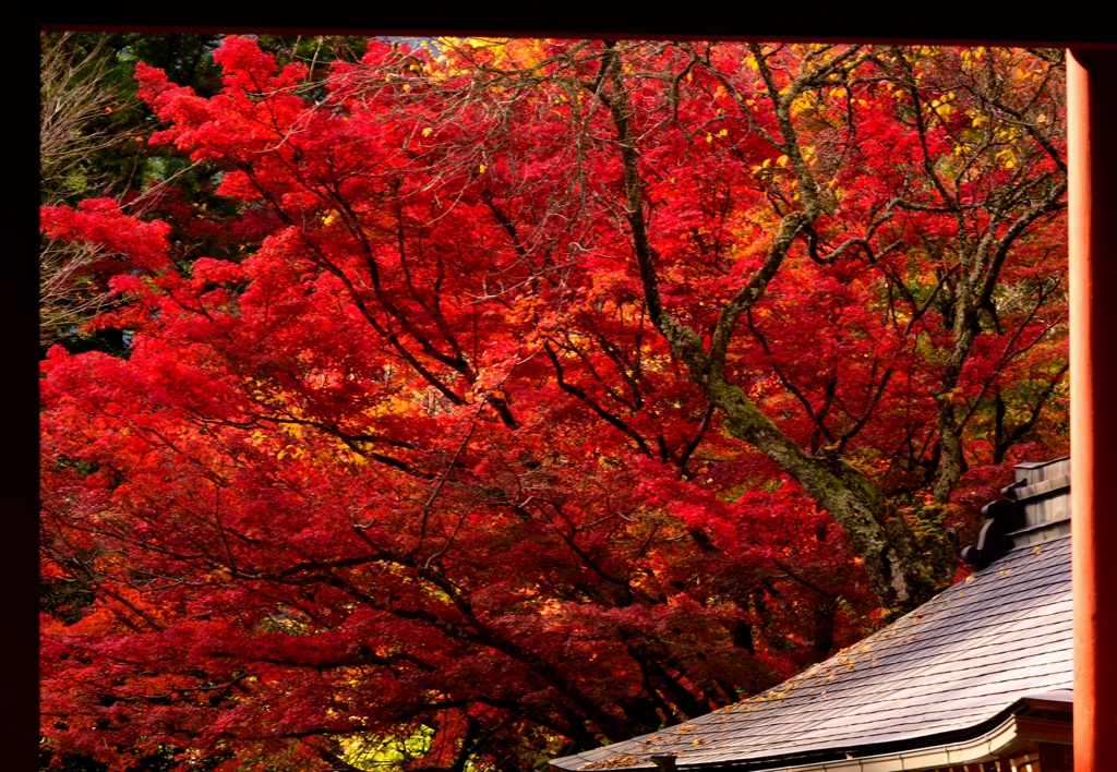 室生寺紅葉