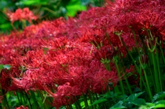 曼珠沙華