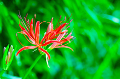 Red spider lily