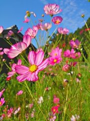 秋の日の秋桜に・・・