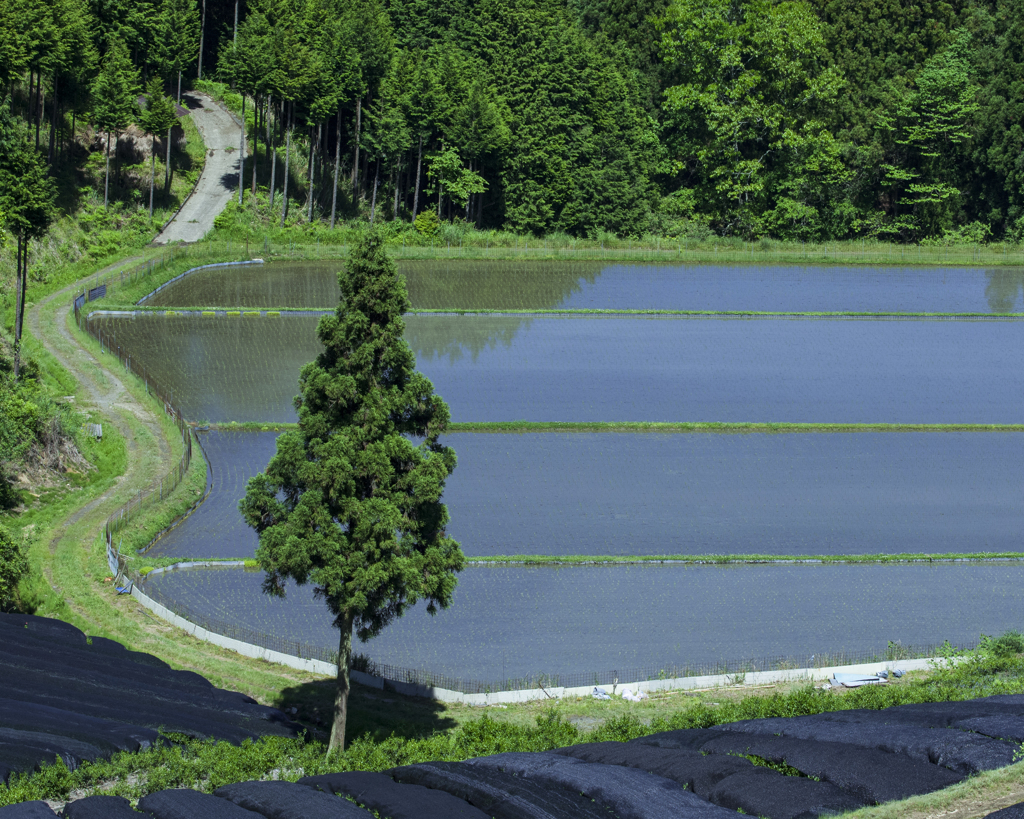 1本杉のある風景