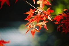 紅葉