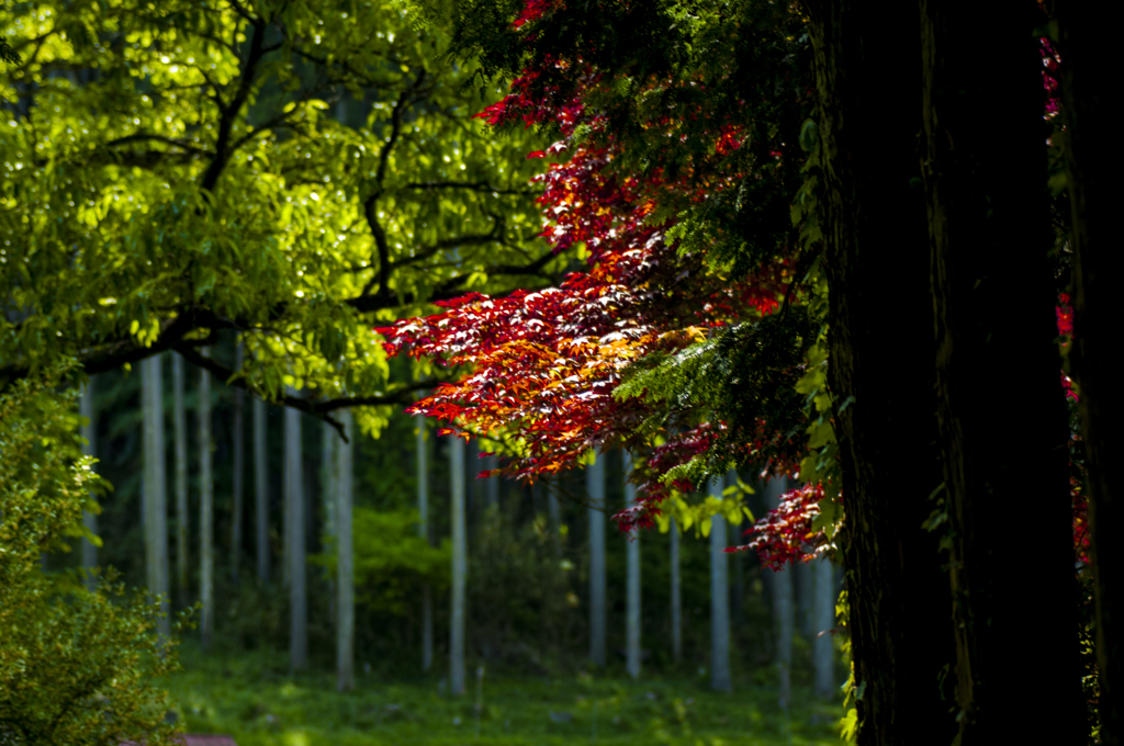 赤紅葉
