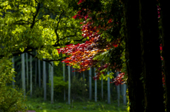 赤紅葉
