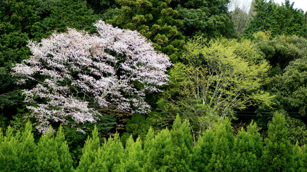 山桜
