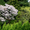 山桜