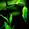 raindrop4